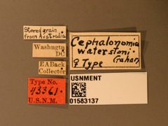 Cephalonomia waterstoni by the Smithsonian. Used under a CC0 license.