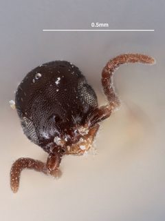 Cephalonomia waterstoni by the Smithsonian. Used under a CC0 license.