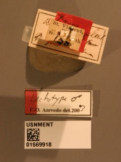 Dissomphalus bisulcus by the Smithsonian. Used under a CC0 license.