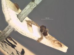 Dissomphalus bisulcus by the Smithsonian. Used under a CC0 license.