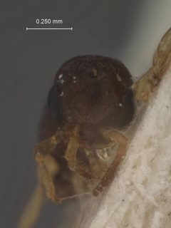 Dissomphalus bisulcus by the Smithsonian. Used under a CC0 license.