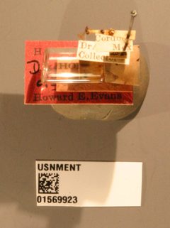 Dissomphalus clypeatus by the Smithsonian. Used under a CC0 license.