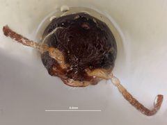 Dissomphalus xanthopus by the Smithsonian. Used under a CC0 license.