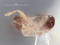 Dissomphalus xanthopus by the Smithsonian. Used under a CC0 license.