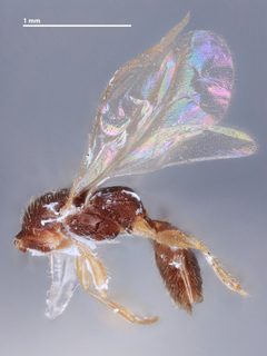 Dissomphalus xanthopus by the Smithsonian. Used under a CC0 license.