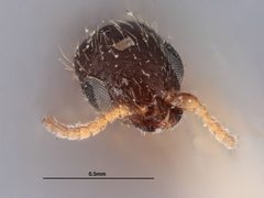 Goniozus columbianus by the Smithsonian. Used under a CC0 license.