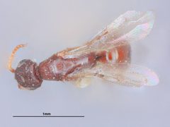 Goniozus columbianus by the Smithsonian. Used under a CC0 license.