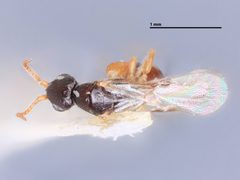 Goniozus cristatus by the Smithsonian. Used under a CC0 license.