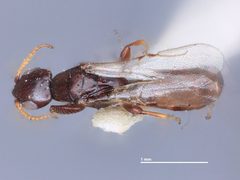 Goniozus gelechiae by the Smithsonian. Used under a CC0 license.