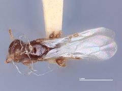 Goniozus indicus by the Smithsonian. Used under a CC0 license.