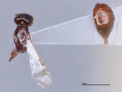 Goniozus megacephalus by the Smithsonian. Used under a CC0 license.