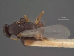 Goniozus platynotae by the Smithsonian. Used under a CC0 license.