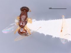 Goniozus scitulus by the Smithsonian. Used under a CC0 license.