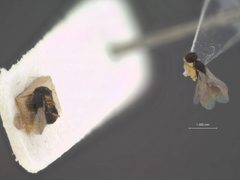 Laelius nigripilosus by the Smithsonian. Used under a CC0 license.