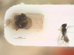 Laelius nigripilosus by the Smithsonian. Used under a CC0 license.