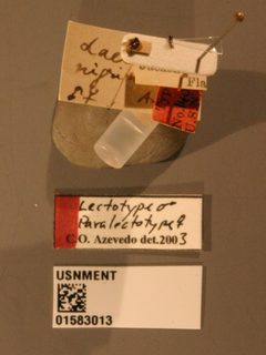 Laelius nigripilosus by the Smithsonian. Used under a CC0 license.