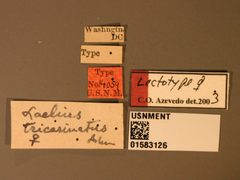Laelius tricarinatus by the Smithsonian. Used under a CC0 license.