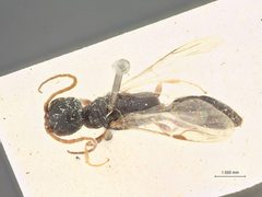 Pristocera areolata by the Smithsonian. Used under a CC0 license.