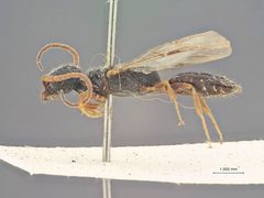 Pristocera areolata by the Smithsonian. Used under a CC0 license.