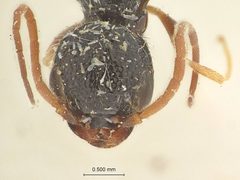 Pristocera areolata by the Smithsonian. Used under a CC0 license.
