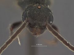 Pristocera parkeri by the Smithsonian. Used under a CC0 license.