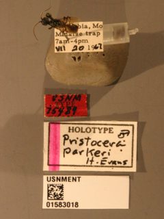 Pristocera parkeri by the Smithsonian. Used under a CC0 license.