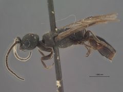 Pristocera parkeri by the Smithsonian. Used under a CC0 license.