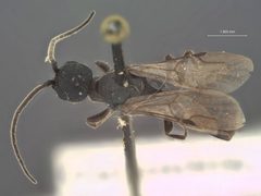 Pristocera parkeri by the Smithsonian. Used under a CC0 license.