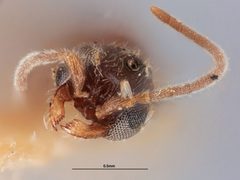 Pseudisobrachium castaenum by the Smithsonian. Used under a CC0 license.