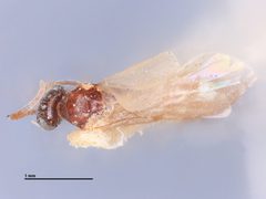 Pseudisobrachium castaenum by the Smithsonian. Used under a CC0 license.