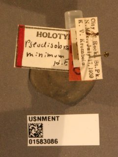 Pseudisobrachium minimum by the Smithsonian. Used under a CC0 license.