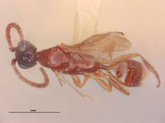 Pseudisobrachium petiolatum by the Smithsonian. Used under a CC0 license.