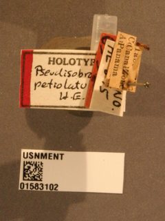 Pseudisobrachium petiolatum by the Smithsonian. Used under a CC0 license.