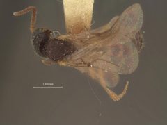 Pseudisobrachium puncticeps by the Smithsonian. Used under a CC0 license.