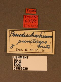 Pseudisobrachium puncticeps by the Smithsonian. Used under a CC0 license.