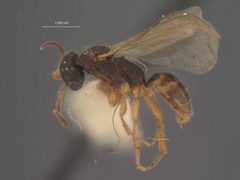 Pseudisobrachium puncticeps by the Smithsonian. Used under a CC0 license.