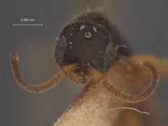 Pseudisobrachium puncticeps by the Smithsonian. Used under a CC0 license.