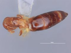 Sclerodermus (Sclerochroa) macrogaster by the Smithsonian. Used under a CC0 license.