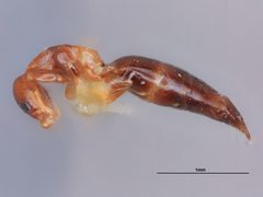 Sclerodermus (Sclerochroa) macrogaster by the Smithsonian. Used under a CC0 license.