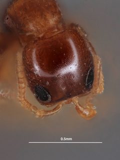 Sclerodermus (Sclerochroa) macrogaster by the Smithsonian. Used under a CC0 license.