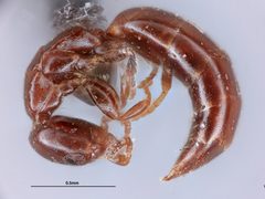 Sclerodermus perkinsi by the Smithsonian. Used under a CC0 license.