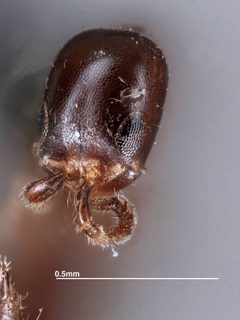 Sclerodermus perkinsi by the Smithsonian. Used under a CC0 license.