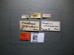 Adelius coloradensis by the Smithsonian. Used under a CC0 license.
