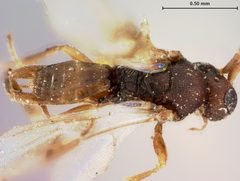 Adelius coloradensis by the Smithsonian. Used under a CC0 license.