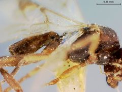 Adelius coloradensis by the Smithsonian. Used under a CC0 license.