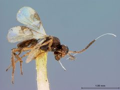 Adelius coloradensis by the Smithsonian. Used under a CC0 license.