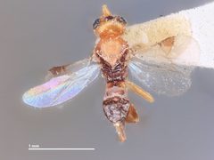 Adelius nigripectus by the Smithsonian. Used under a CC0 license.