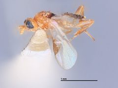 Adelius nigripectus by the Smithsonian. Used under a CC0 license.