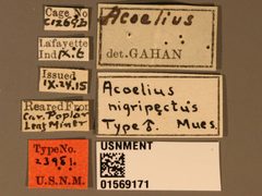 Adelius nigripectus by the Smithsonian. Used under a CC0 license.