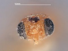 Adelius nigripectus by the Smithsonian. Used under a CC0 license.